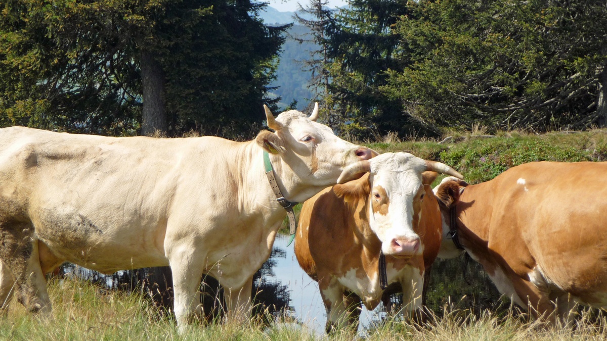 kühe