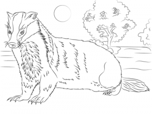 badger-coloring-pages